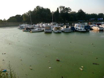 Algae boats.jpg