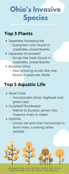 Parks & Recreation Infographic